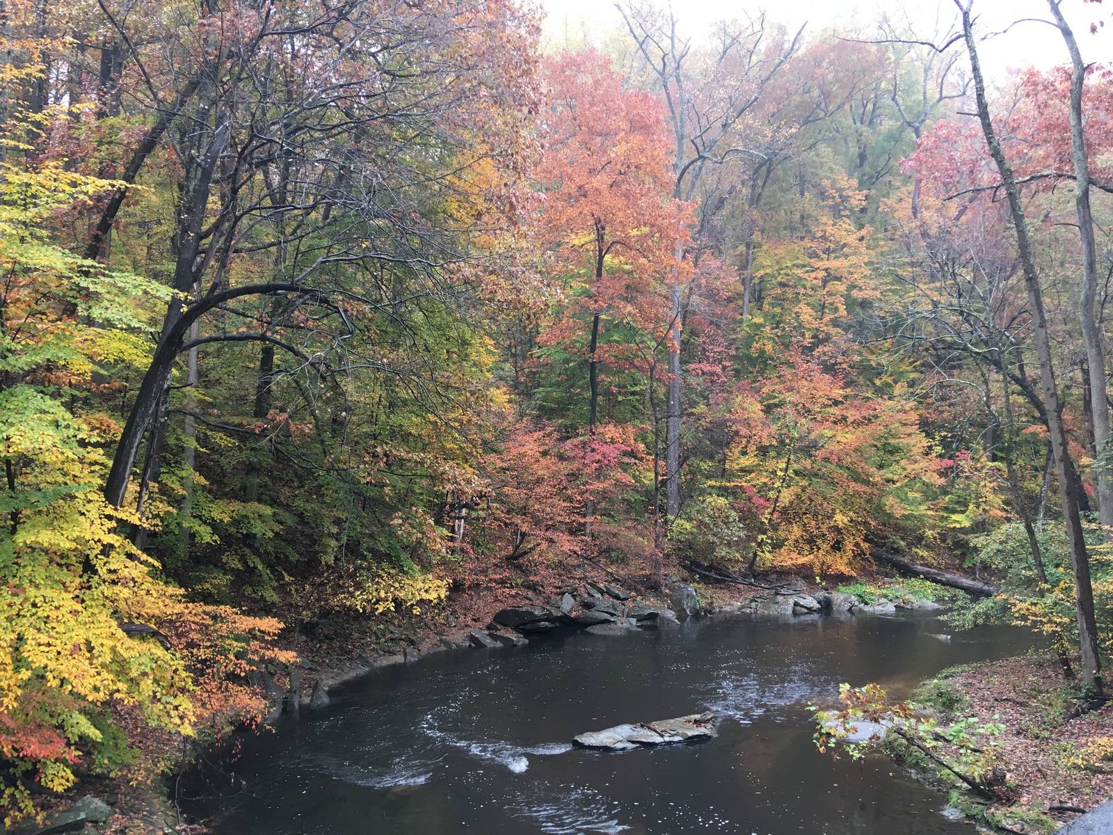 An autumn treat in Washington DC's rock creek